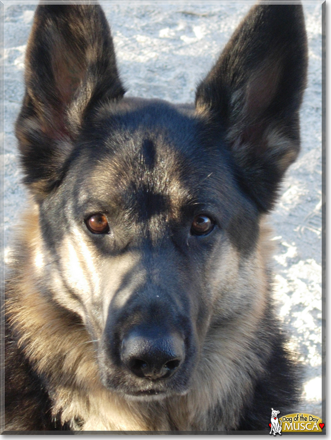 Musca the German Shepherd, the Dog of the Day