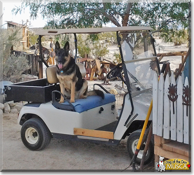 Musca the German Shepherd, the Dog of the Day