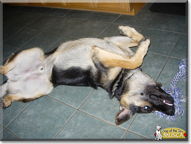 Musca the German Shepherd, the Dog of the Day