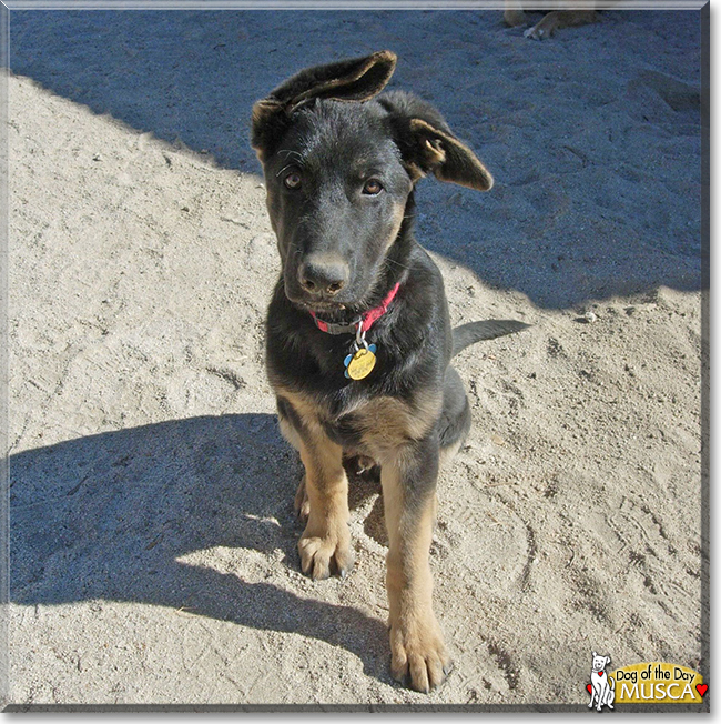 Musca the German Shepherd, the Dog of the Day