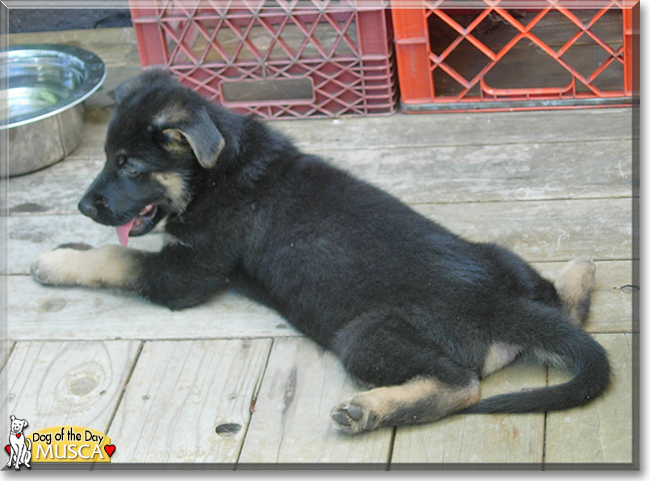 Musca the German Shepherd, the Dog of the Day