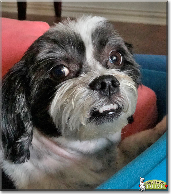 Olive the Shih Tzu mix, the Dog of the Day