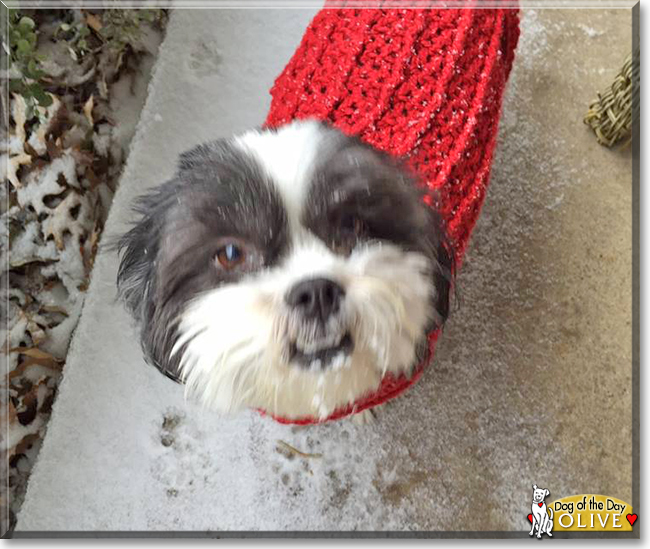 Olive the Shih Tzu mix, the Dog of the Day