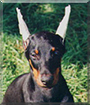 Spirit the Doberman Pinscher