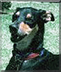 Chaka the Greyhound mix