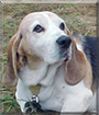 Autumn the Bassett Hound