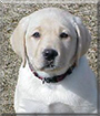 Gansett the Labrador Retriever