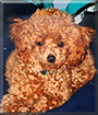 Chaos the Toy Poodle