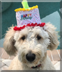 Wrigley the Golden Retriever, Poodle mix