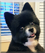 Tux the Pomeranian