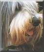 Tequila the Bearded Collie