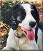 Waylon the English Springer Spaniel