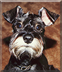 Fritz the Miniature Schnauzer