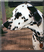 Twitchy the Dalmatian