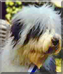 Benn the Old English Sheepdog