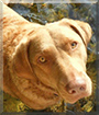 Pearl the Chesapeake Bay Retriever