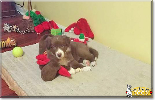 Coco the Border Collie, the Dog of the Day