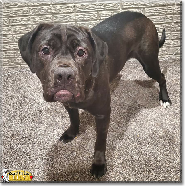 Lily the Alapaha Blue-blood Bulldog, the Dog of the Day