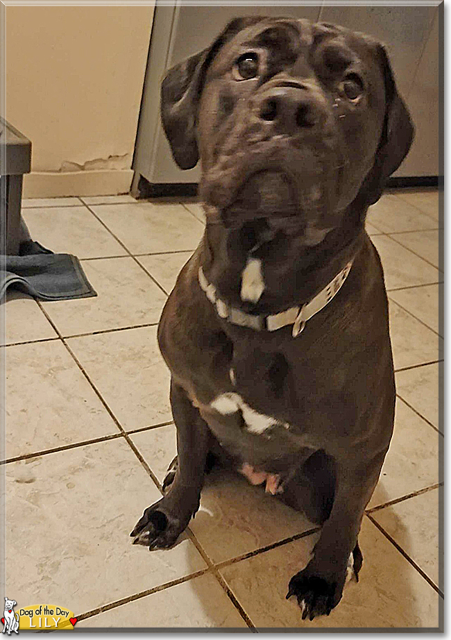 Lily the Alapaha Blue-blood Bulldog, the Dog of the Day