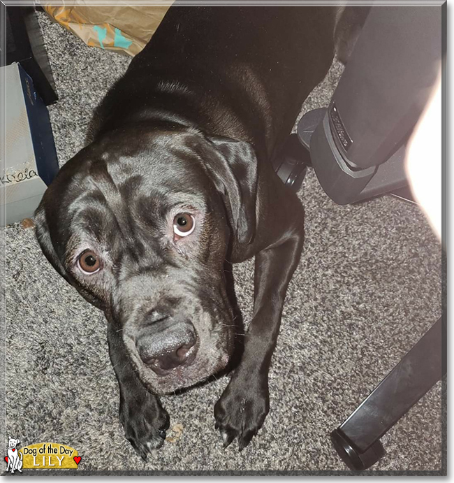 Lily the Alapaha Blue-blood Bulldog, the Dog of the Day