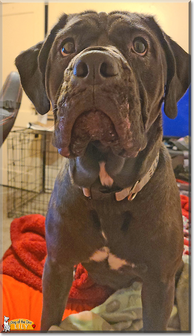 Lily the Alapaha Blue-blood Bulldog, the Dog of the Day