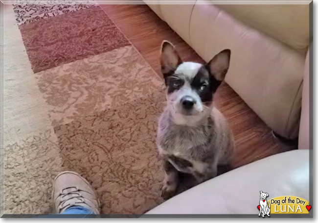 Luna the Australian Cattledog, the Dog of the Day