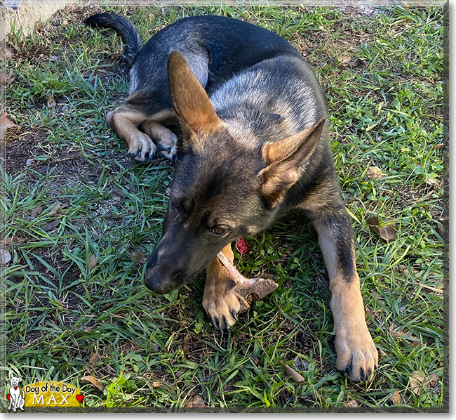 Max the German Shepherd Dog, the Dog of the Day