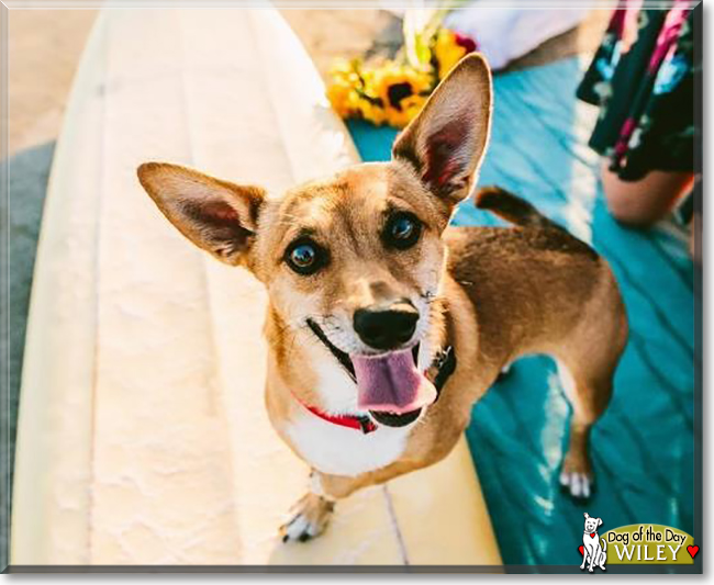 Wiley the Chihuahua, Dachshund mix, the Dog of the Day