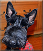 Angus the Scottish Terrier