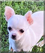 Tiffany the Chihuahua