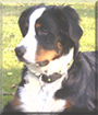 Tyske the Bernese Mountain Dog