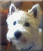 Bonny the West Highland Terrier