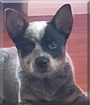 Luna the Australian Cattledog