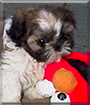 Tink the Shih Tzu