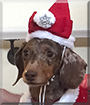 Truffles the Miniature Dachshund