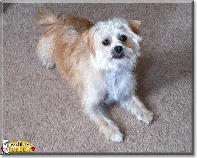 Bella the Terrier mix, the Dog of the Day