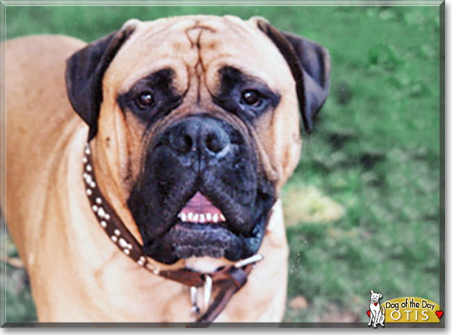 Otis the Bullmastiff, the Dog of the Day