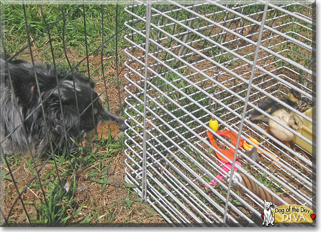 Diva the Australian Shepherd, Dachshund, the Dog of the Day