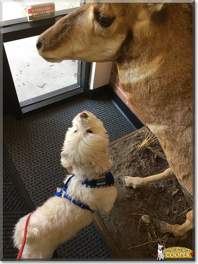 Cooper the Poodle, Shih Tzu mix, the Dog of the Day