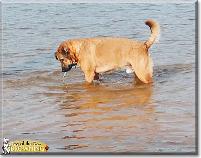 Browning the German Shepherd, Chow Chow mix, the Dog of the Day