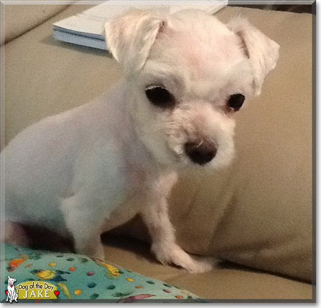 Jake the Maltese, the Dog of the Day