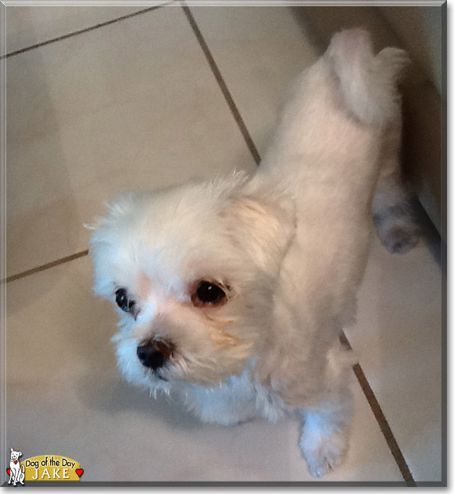 Jake the Maltese, the Dog of the Day