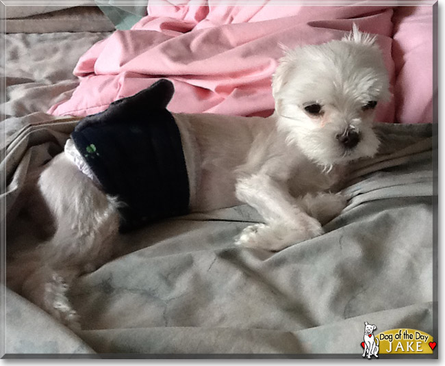 Jake the Maltese, the Dog of the Day