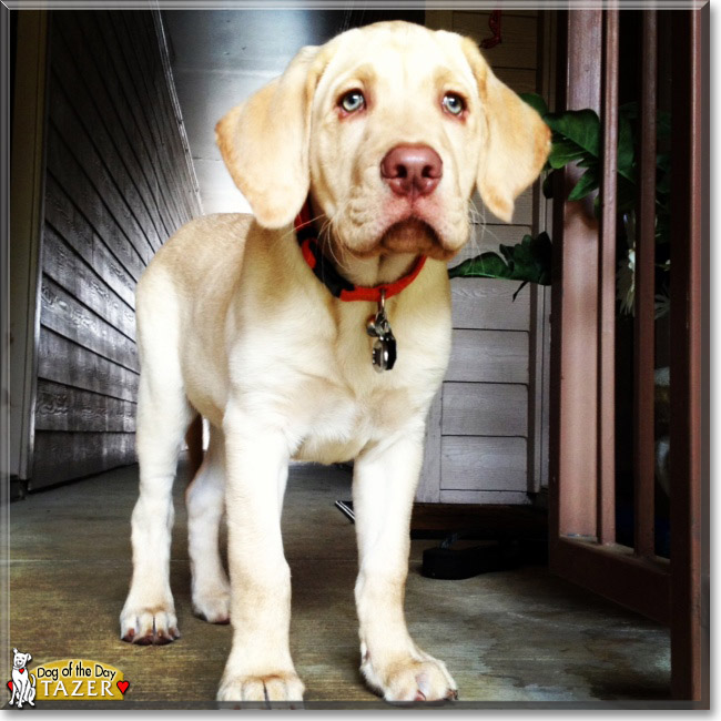 Tazer the Labrador Retriever, the Dog of the Day