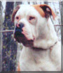 Kyser the American Bulldog