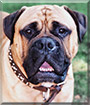 Otis the Bullmastiff