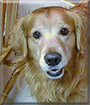 Jasper the Golden Retriever