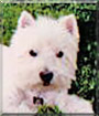 Shanter the West Highland White Terrier