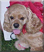 Sugar the American Cocker Spaniel