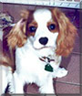 Willie the Cavalier King Charles Spaniel